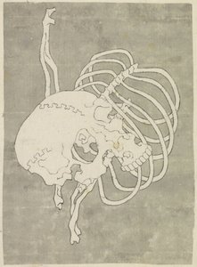 Skull and Ribcage