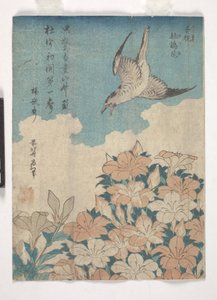 Cuckoo and Azalea