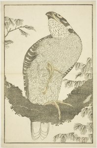 Hawk, from The Picture Book of Realistic Paintings of Hokusai (Hokusai shashin gafu)