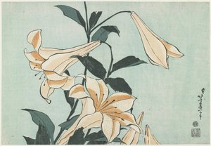 Lilies
