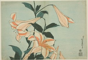 Lilies, from an Untitled Series of Large Flowers