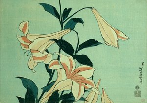 Trumpet Lilies