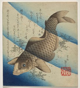 Carp Swimming in Seaweed