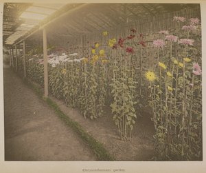 Chrysanthemum Garden