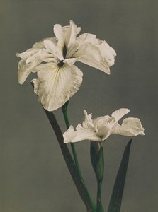 Iris Kaempferi, 1896 by Kazumasa Ogawa