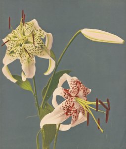 Lilies, 1897 by Kazumasa Ogawa