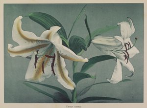 Lily by Kazumasa Ogawa