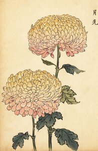 Hybrid gold and pink pompon chrysanthemum (engraving)