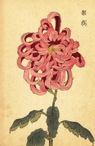 Hybrid Pink and Crimson Chrysanthemum (engraving)