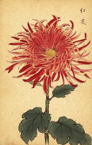 Hybrid pink and crimson chrysanthemum, 1893