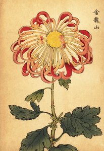 Hybrid pink curled spoon chrysanthemum (engraving)