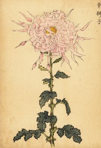 Hybrid Pink Spider Chrysanthemum, 1893 (engraving)