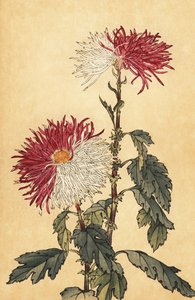 Hybrid Purple and White Quill Chrysanthemum, 1893 (engraving)