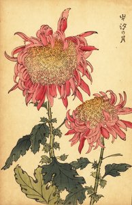 Hybrid salmon-pink chrysanthemum