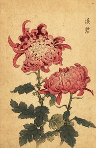 Hybrid Salmon-Pink Chrysanthemum, 1893 (engraving)