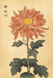 Hybrid Salmon-Pink Chrysanthemum, 1893 (engraving)