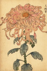 Hybrid Salmon-Pink Chrysanthemum with Curled Petals (engraving)