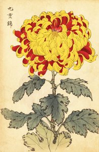 Hybrid Scarlet and Yellow Chrysanthemum (engraving)