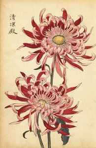 Hybrid Variegated Pink and Scarlet Spider Chrysanthemum (engraving)