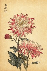 Hybrid Variegated White and Pink Chrysanthemum