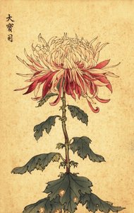 Hybrid White and Crimson Spoon Chrysanthemum (1893)