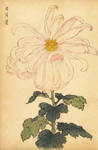 Hybrid white and pink chrysanthemum (engraving)