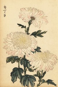 Hybrid White and Pink Chrysanthemum (1893)
