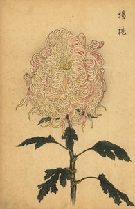 Hybrid white and pink quill chrysanthemum, 1893