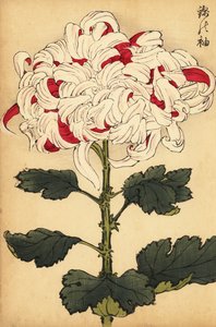 Hybrid White and Scarlet Chrysanthemum (engraving)