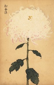 Hybrid White Chrysanthemum