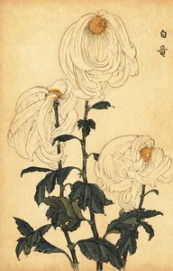 Hybrid white chrysanthemum (1893) by Keika Hasegawa