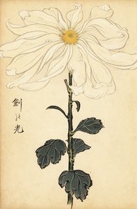 Hybrid White Chrysanthemum (engraving)
