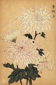 Hybrid White Chrysanthemum, Chrysanthemum Indicum (engraving)