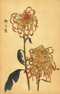 Hybrid yellow and orange spider chrysanthemum (1893)