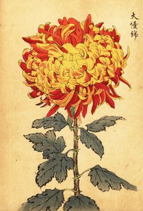 Hybrid Yellow and Scarlet Pompon Chrysanthemum (engraving)