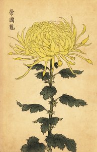Hybrid Yellow Chrysanthemum (engraving)