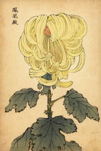 Hybrid yellow incurve chrysanthemum, 1893