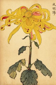 Hybrid yellow irregular chrysanthemum