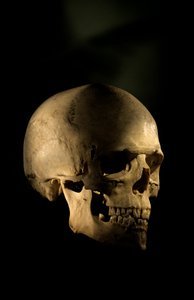 Modern Human Skull, George Washington University by Kenneth Garrett