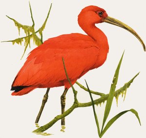 I for Ibis by Kenneth Lilly