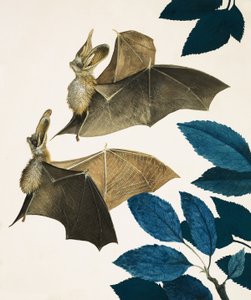 The Long-Eared Bat by Kenneth Lilly