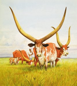 The Longest Horns Belong to the Bahima Long-Horned Cattle of Uganda