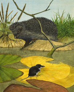 Water Shrew and Hedgehog by Kenneth Lilly
