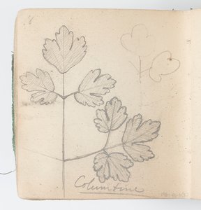 Sketchbook Page: Columbine by Kenyon Cox