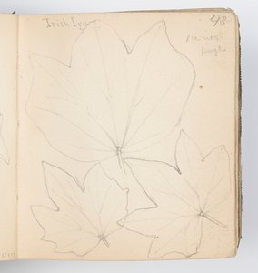 Sketchbook Page: Irish Ivy Leaves by Kenyon Cox