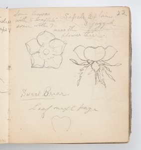 Sketchbook Page: Sweet Briar
