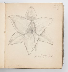 Sketchbook Page: Yellow Lily by Kenyon Cox