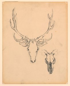 Study of Stag Head by Kenyon Cox