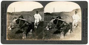 Farming near Seoul, South Korea by Keystone View Company