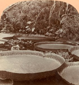 Thureza Lily, Botanical Garden, Hamburg, Germany